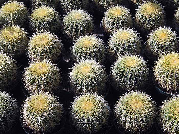 Echinocactus grusonii
